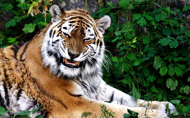 Посмішка тигра