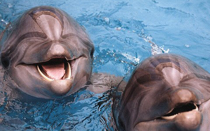 Посмішка дельфіна