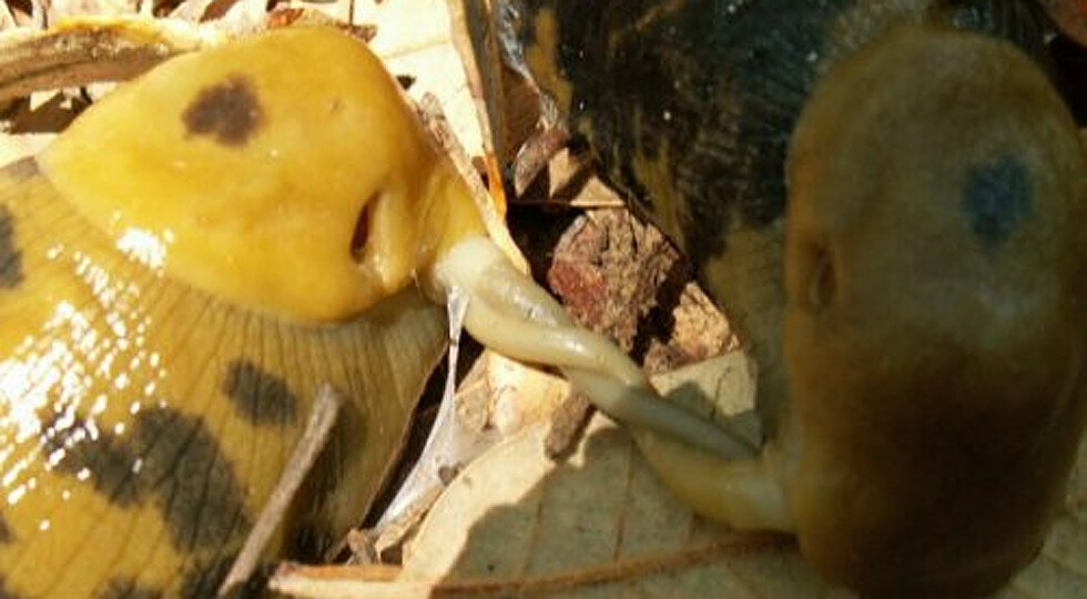 Бананові слимаки їдять пеніси один одного