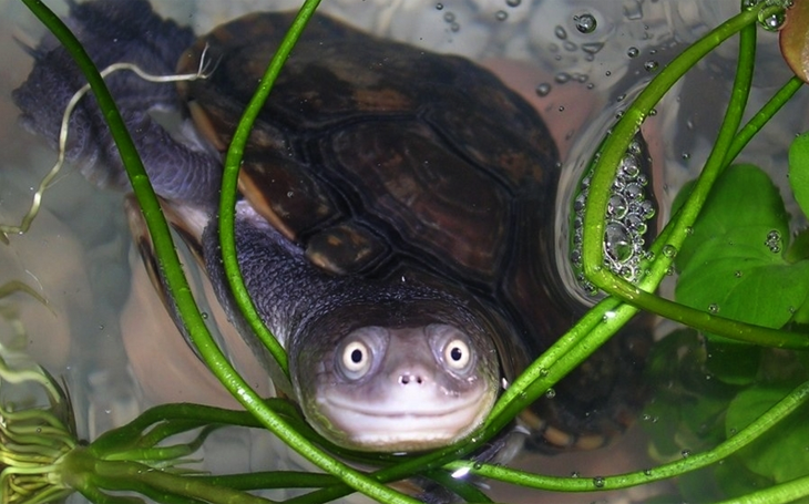 Посмішка черепахи