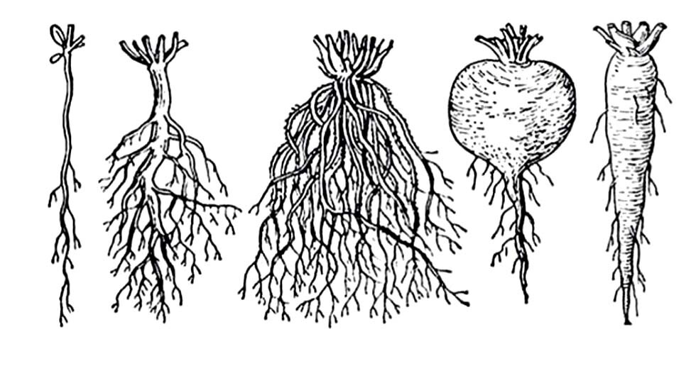 Бывает корневым. Корневая система стержневого типа. Мочковатая система корня. Веретеновидная корневая система. Типы корневых систем у растений рисунок.